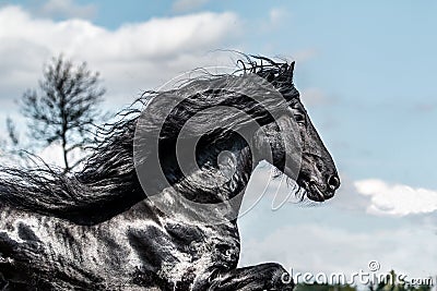 Beautiful black friesian stud stallion Stock Photo