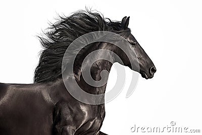 Frisian horse isolated on white Stock Photo