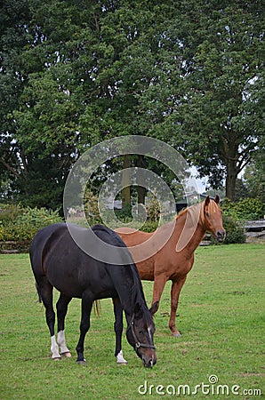 Beautiful black horse grazing in a paddock. Stock Photo