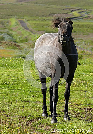 Beautiful black horse met near HusavÃ­k, Iceland Stock Photo