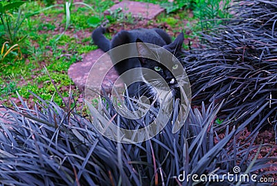 A beautiful black kitty hiding in a decorative flowerbed in the garden Stock Photo