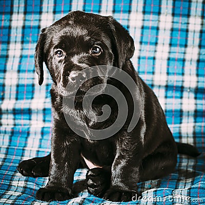Beautiful Black Labrador Puppy Dog Stock Photo
