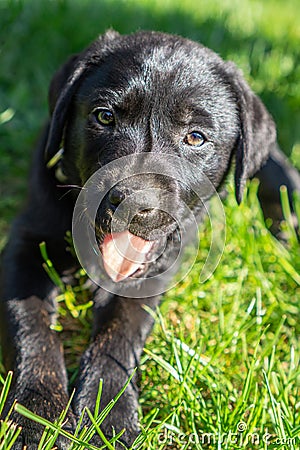 Beautiful black labrador puppy laying in the grass sunny summer Stock Photo