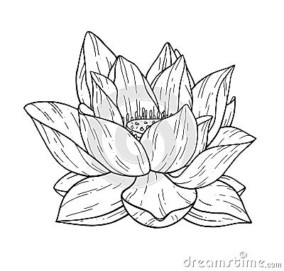 Beautiful black lotus flower monochrome vector hand work illustration is isolated on a white background. Decorative element Vector Illustration