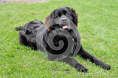 Beautiful Black Newfoundland Laying in the grass Stock Photo