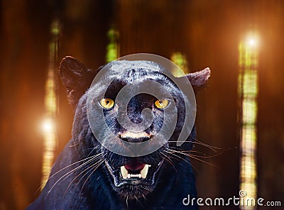 Beautiful black Panther Stock Photo