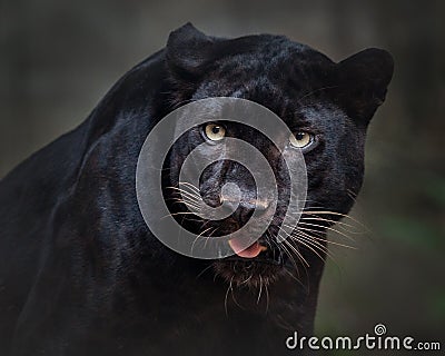 Beautiful black panther picture. Stock Photo