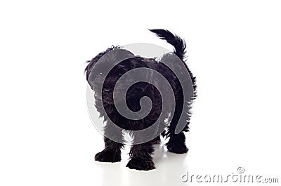 Beautiful Black Pekingese Dog Stock Photo