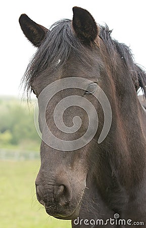 Beautiful black pony Stock Photo