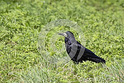 Beautiful, black rook bird on the green grass. Stock Photo