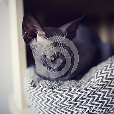 Beautiful black sphynx cat resting in a lair. Naked hairless antiallergic domestic cat breed with big ears. Stock Photo