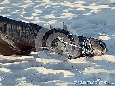 Beautiful black stallion laying and scretching at sand Stock Photo