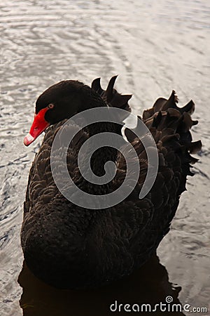 Beautiful Black Swan (Cygnus atratus) Stock Photo