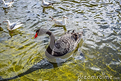 Black swans and ducks swimming in St James`s Park Lake in St James`s Park, London, England, UK Stock Photo