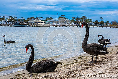 Beautiful black swans on Raymond Island. Stock Photo