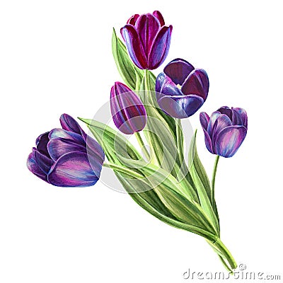 Beautiful black tulip bouquet. Marker drawing. Watercolor painting. Cartoon Illustration