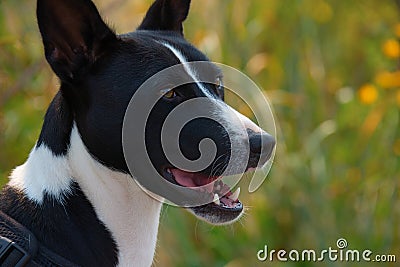 Beautiful black and white Basenji hunting dog with perky ears closeup portrait Stock Photo