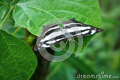 A beautiful black and white butterfly or as known as common glider or Neptis Sappho Stock Photo