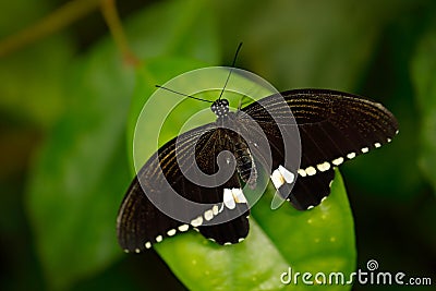 Beautiful black white butterfly, Great Mormon, Papilio memnon, resting on the green branch. Wildlife scene from nature. Insect in Stock Photo