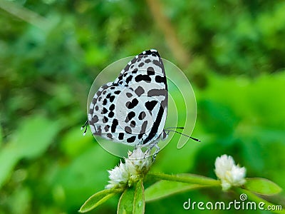 Beautiful black and white butterfly sitting on the white flowers of grass. Green and blurred background adding more contrast. Stock Photo