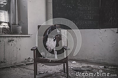 A beautiful black and white dog sits on a chair in an abandoned house. American Staffordshire Terrier. Stock Photo