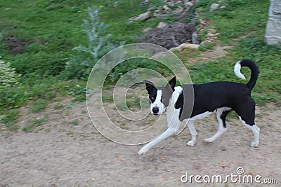 Beautiful black and white dog that is very affectionate with humans Stock Photo