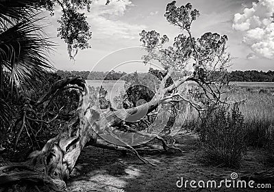 Black and white of a gnarly tree in the swamplands Stock Photo