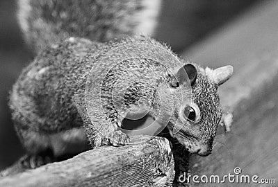 Beautiful black and white image with a cute funny squirrel Stock Photo