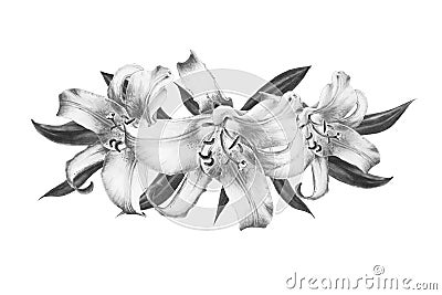 Beautiful black and white lily composition. Bouquet of flowers. Floral print. Marker drawing. Cartoon Illustration
