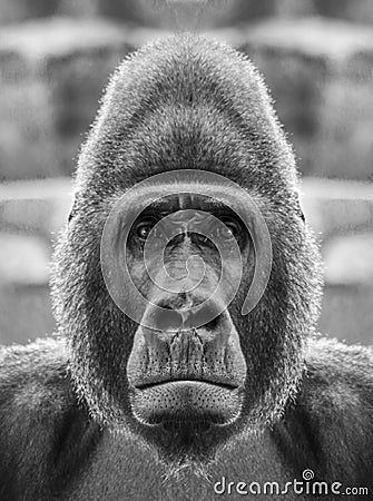 A beautiful black and white portrait of a monkey at close range that looks at the camera. Gorilla Stock Photo