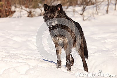 Beautiful black wolf Stock Photo