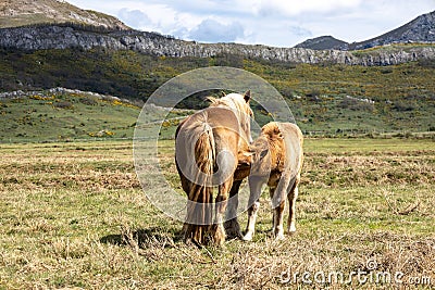 Beautiful blonde-coated horses in the field. Foal nursing in the field Stock Photo