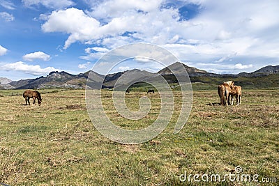 Beautiful blonde-coated horses in the field. Foal nursing in the field Stock Photo