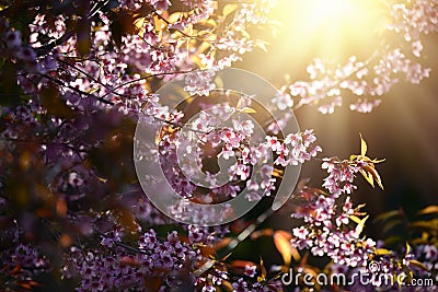Beautiful bloom pink cherry blossom sakura flowers on morning sunlight background, Spring flower field background. Stock Photo