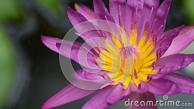 The Beautiful bloom purple lotus closeup Stock Photo