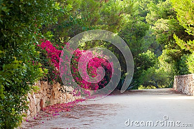 Beautiful blooming alley Stock Photo