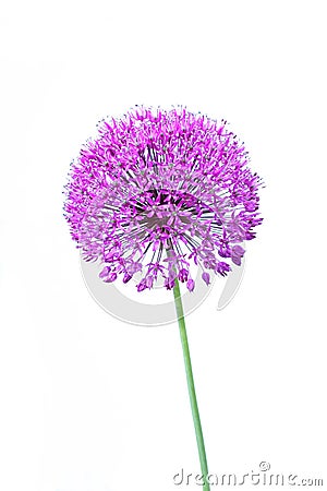 Beautiful blooming allium close up Stock Photo