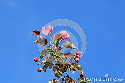 Beautiful blooming apple tree giving us a feast of beauty Stock Photo