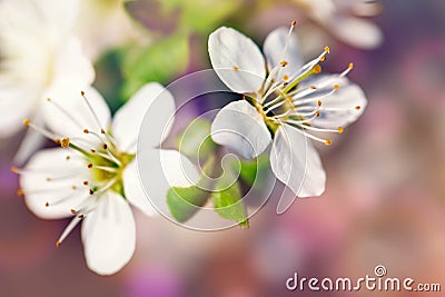 Beautiful blooming Apple trees in the spring garden. Close up. Stock Photo