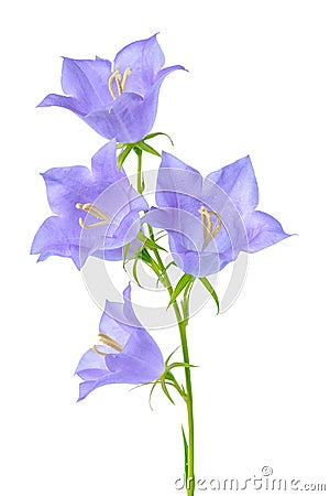 Beautiful blooming bluebell flower is on white backgrou Stock Photo