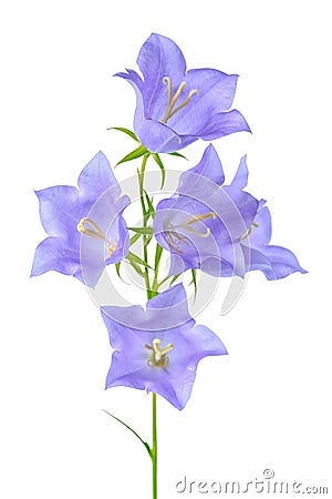 Beautiful blooming bluebell flower is on white backgrou Stock Photo