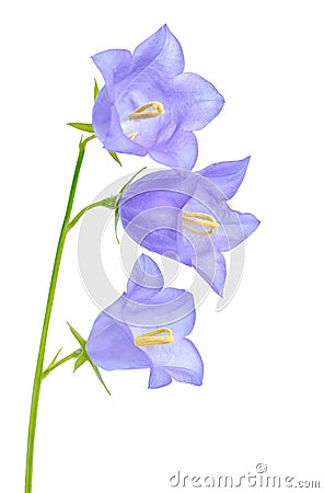 Beautiful blooming bluebell flower is on white backgrou Stock Photo