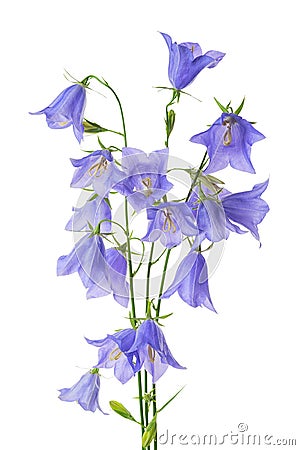 Beautiful blooming bouquet blue bell flower isolated on white ba Stock Photo