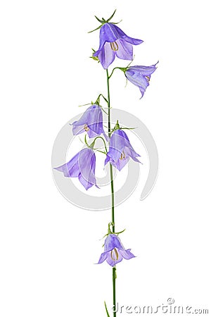 Beautiful blooming bouquet blue bell flower isolated on white ba Stock Photo