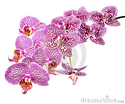 Beautiful blooming branch striped and spotted violet orchids Stock Photo