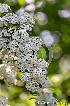 Beautiful blooming branch with tiny white flowers. The garden in May. Stock Photo