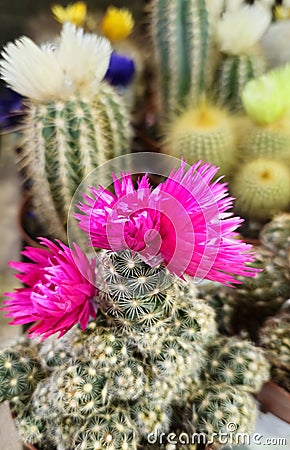 Beautiful blooming cacti in a flower shop Stock Photo