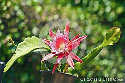 Beautiful blooming cactus in detail Stock Photo