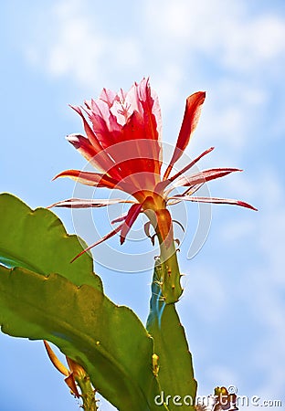 Beautiful blooming cactus in detail Stock Photo