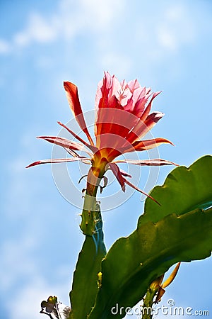 Beautiful blooming cactus in detail Stock Photo